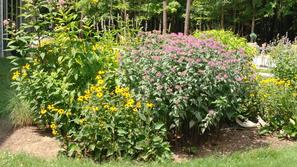 Pink and yellow flowers beside a path and woodland at Annmarie Garden.